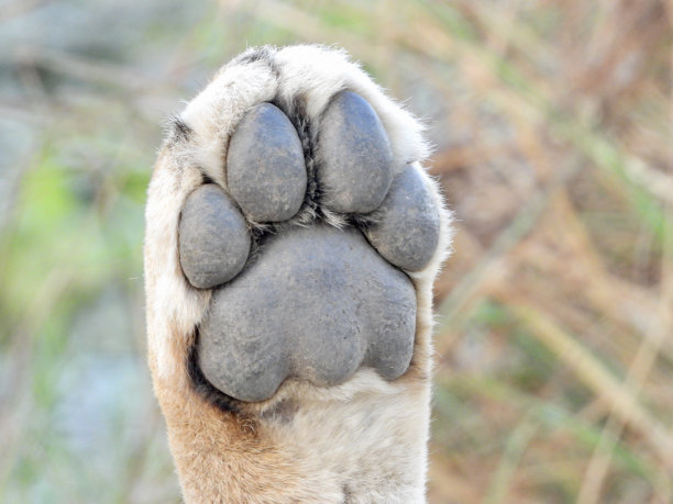 panthera