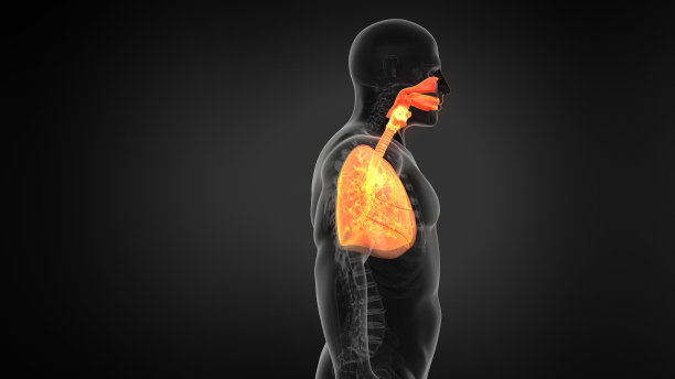 thymus