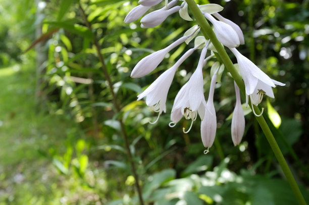 hosta