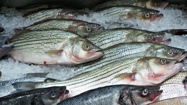 rockfish