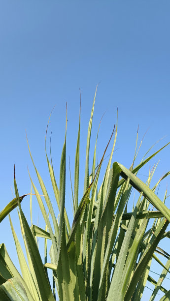 wispy