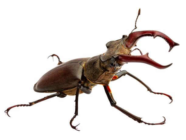lucanus