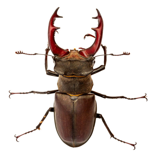 arthropod