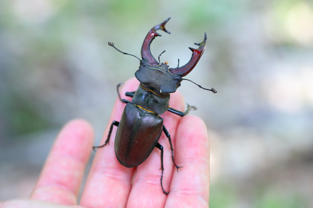 arthropod