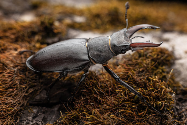 lucanus