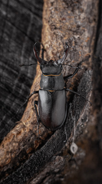 lucanus