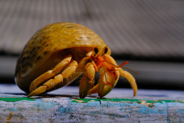 crustacean