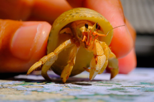 crustacean