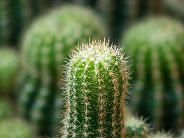 spiked
