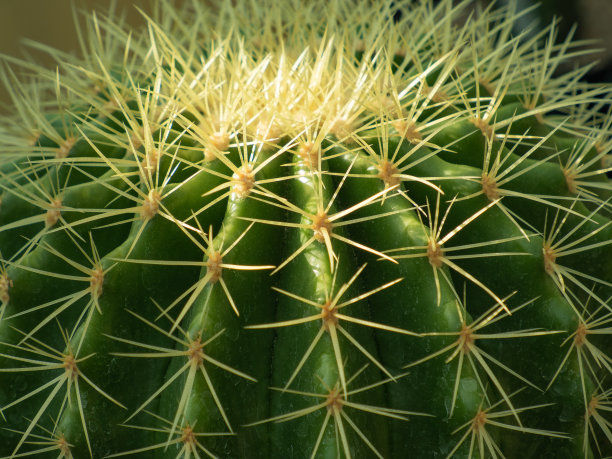 spiked