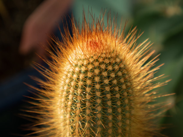 spiked