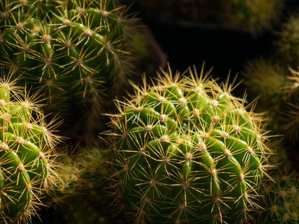spiked