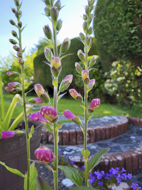digitalis