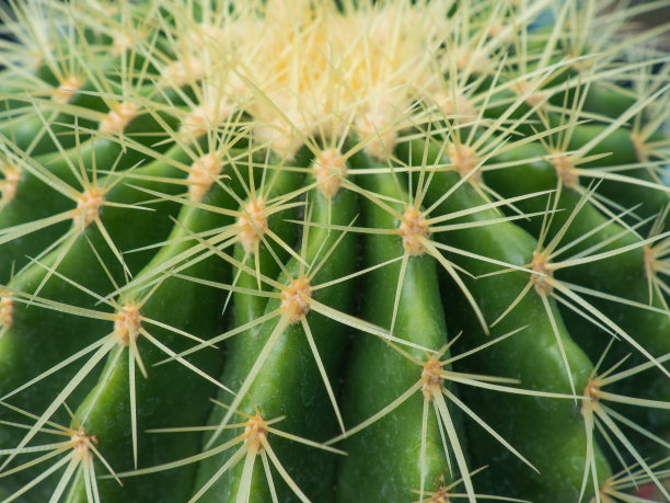 spiked