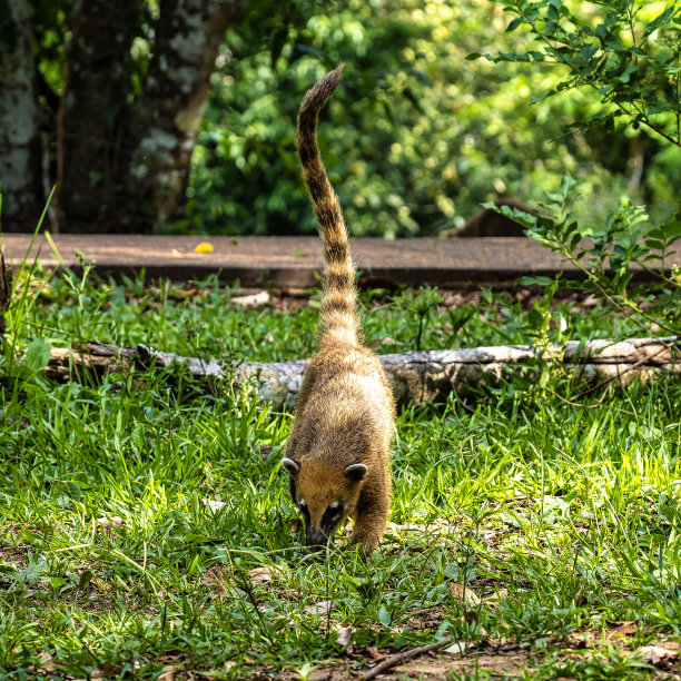 coatimundi