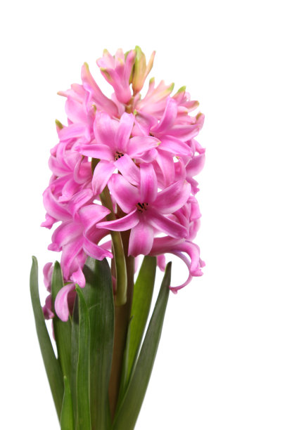hyacinth