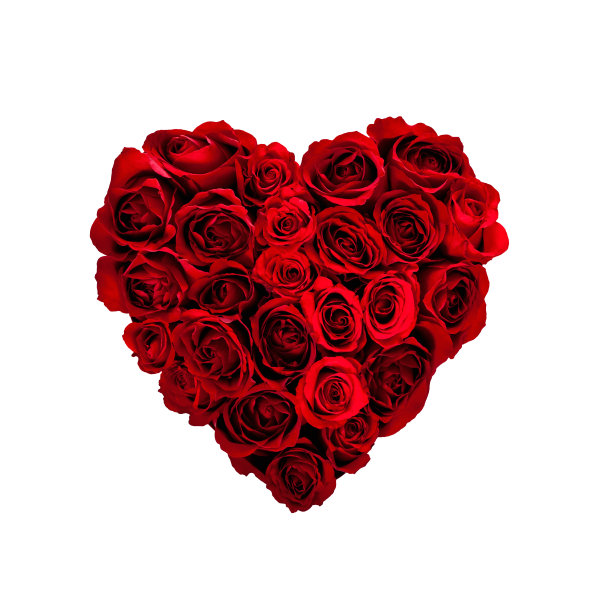 rosa
