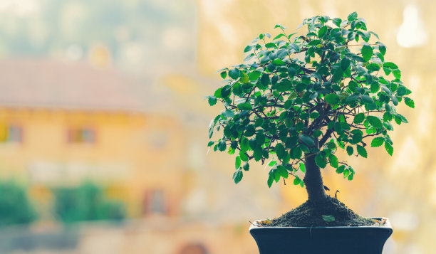 bonsai
