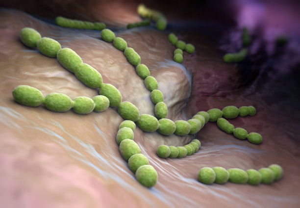 bacteria