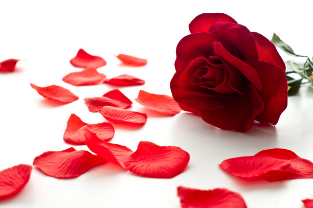 roses