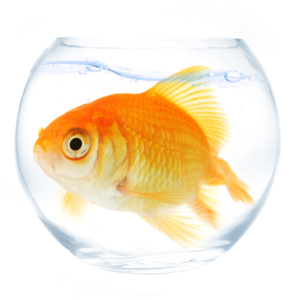 carassius