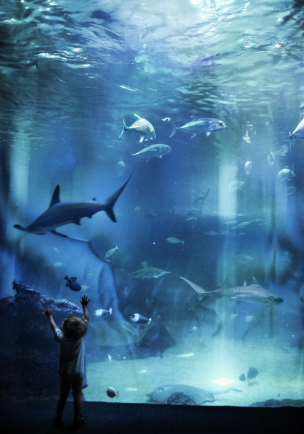 shark
