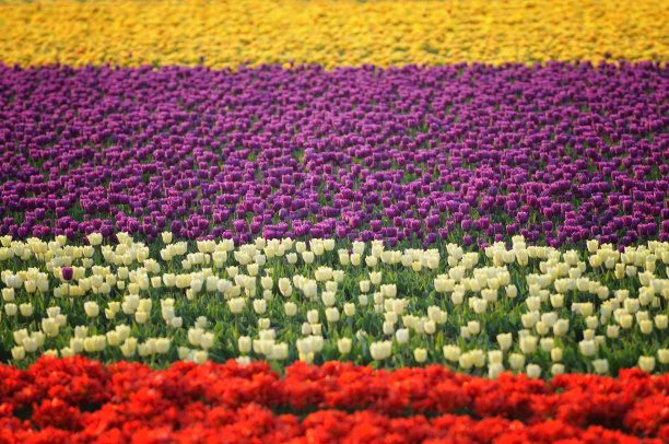 tulip
