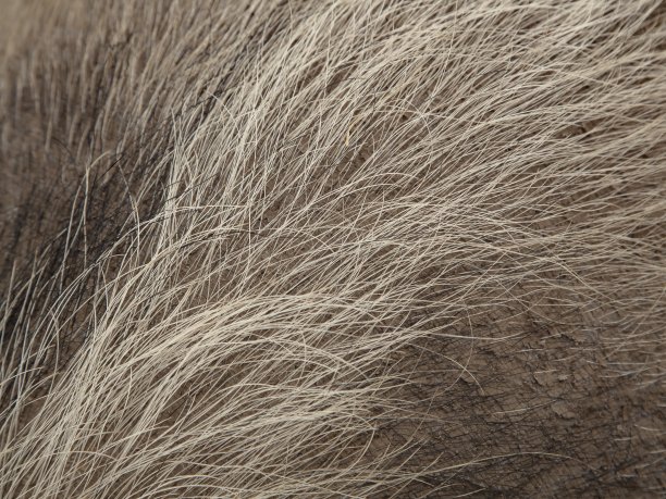 hairs