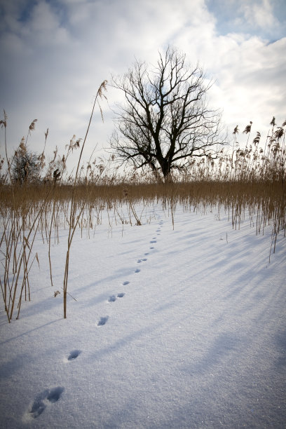 勃兰登堡州,动物留下的痕迹,冰