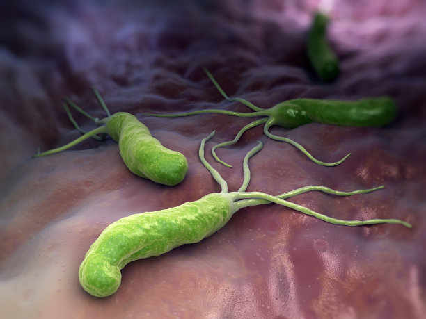 bacteria