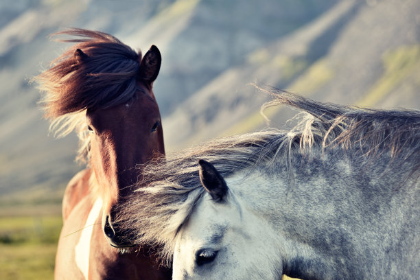 horse