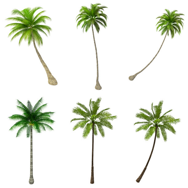 coconut