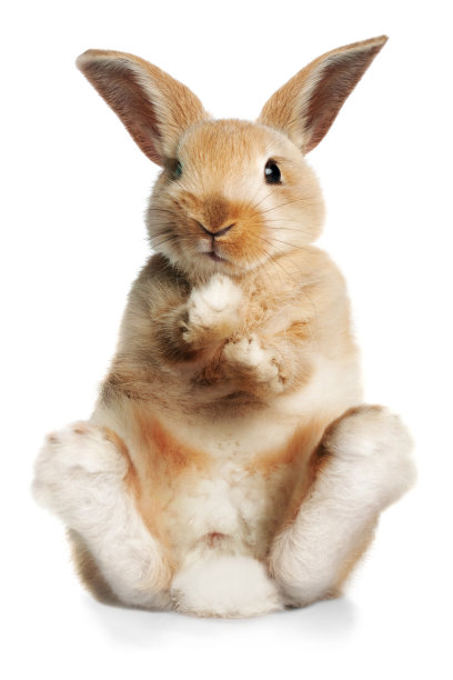 bunny