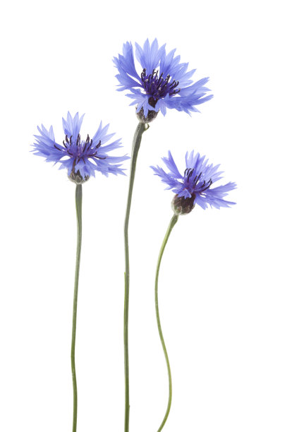 blooming