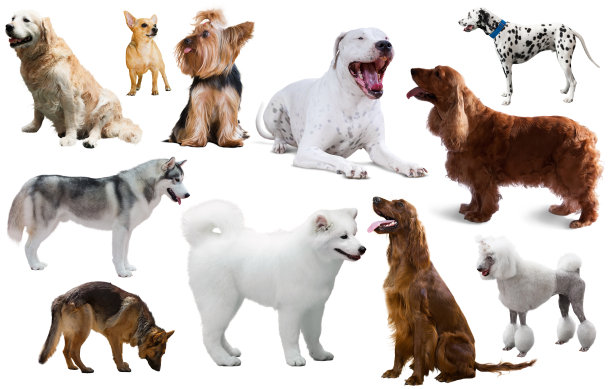 贵宾犬,柯利牧羊犬,斯班尼犬