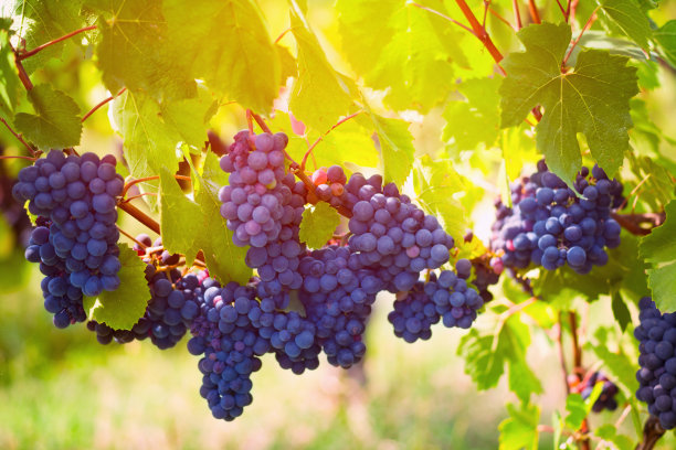 vineyard