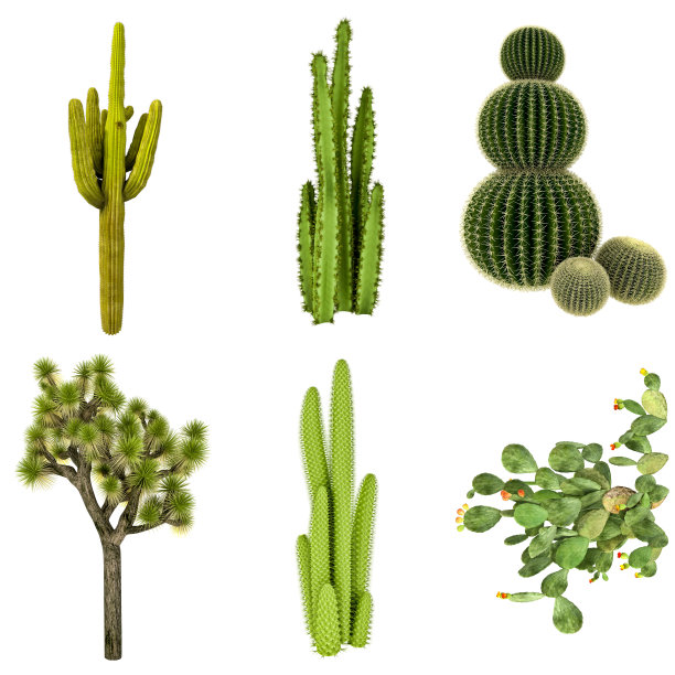 cactus