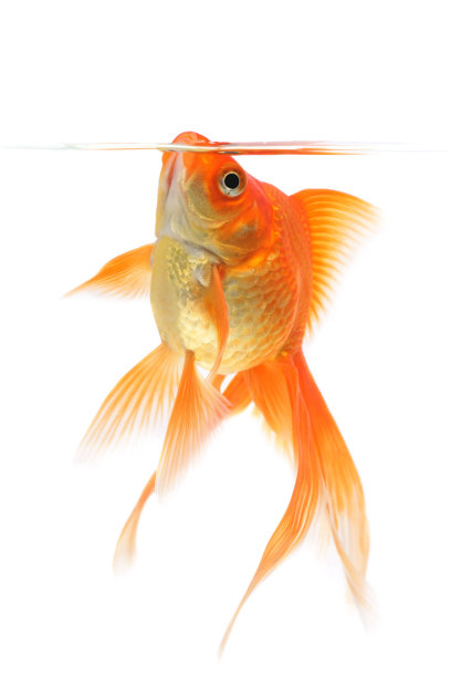 carassius