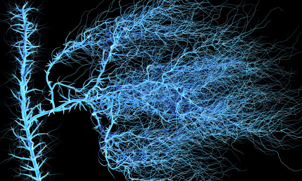brain