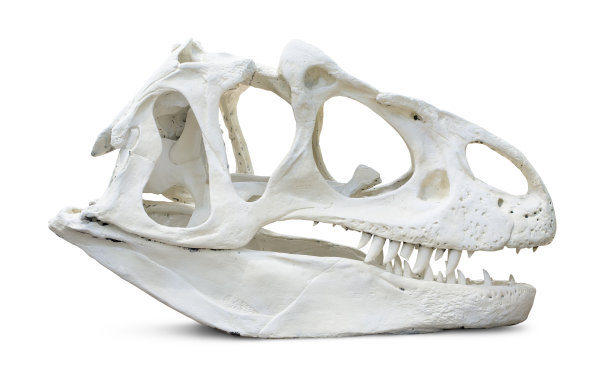 skeleton