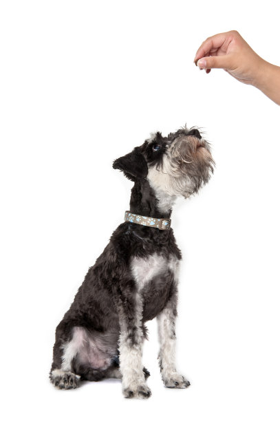 schnauzer