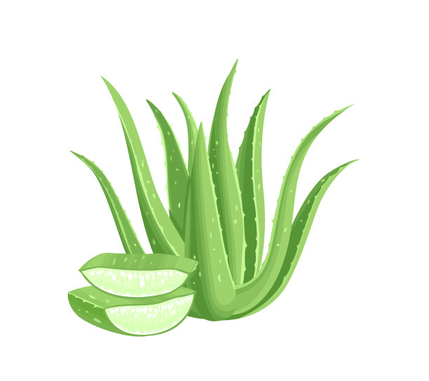 aloe