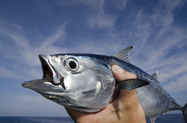 tuna