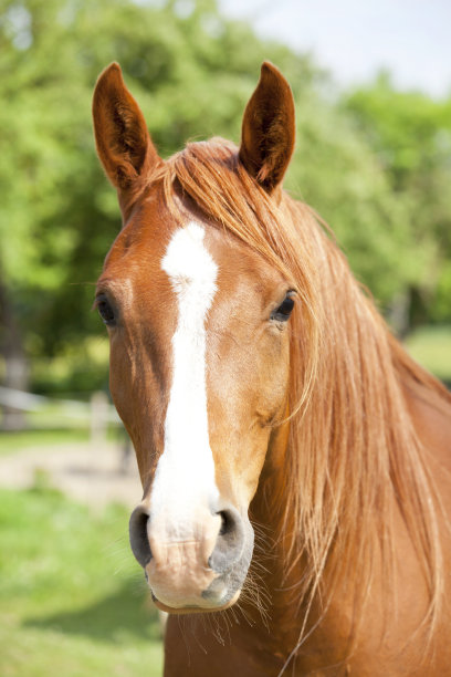 horse