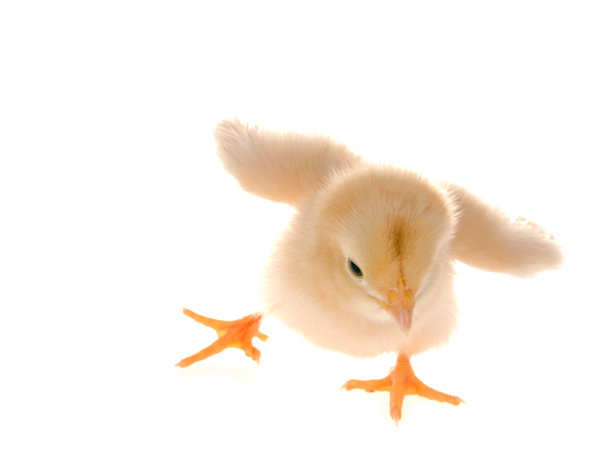 chick