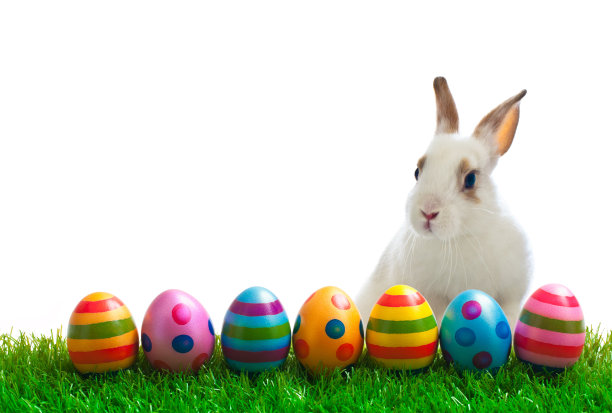 bunny