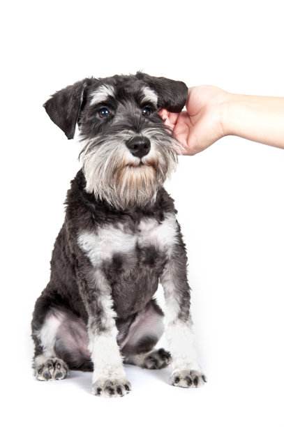 schnauzer