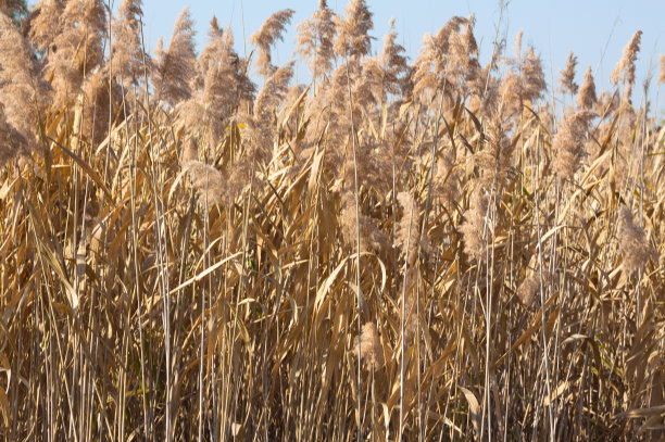 reed
