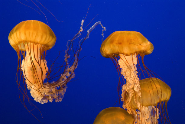 jellyfish