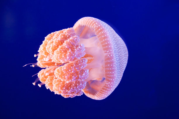 jellyfish